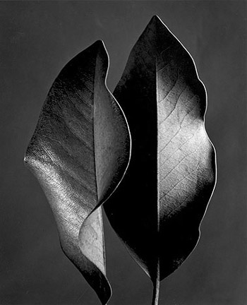 two_leaves
